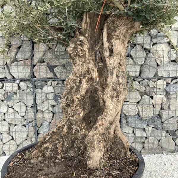 Gnarled Olive Tree XXL (Ancient) H343 - 4FEA23D1 7109 4AE7 8D34 4CA1B086D5CC scaled