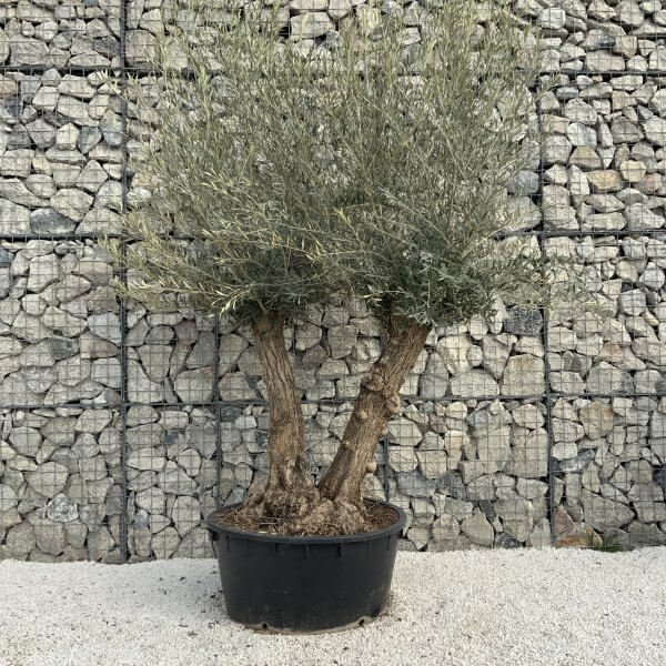 Gnarled Olive Tree XXL (Ancient) H340 - 8275675E D538 4E12 99B8 CAB247408B21 scaled
