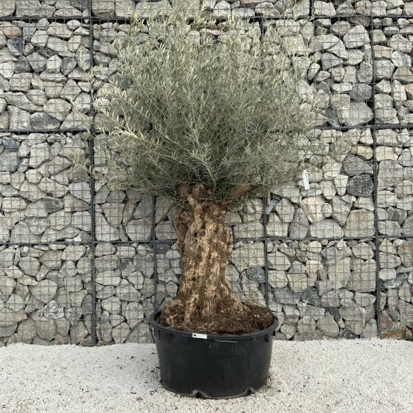 Gnarled Olive Tree XXL (Ancient) H334 - 9CD58792 97DF 4A12 A0FE 3FCD0A13D647 scaled