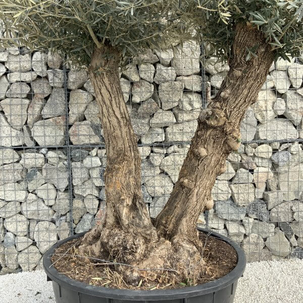 Gnarled Olive Tree XXL (Ancient) H340 - E23C65B6 8C50 4F0B B29F B561E59F7EFD scaled