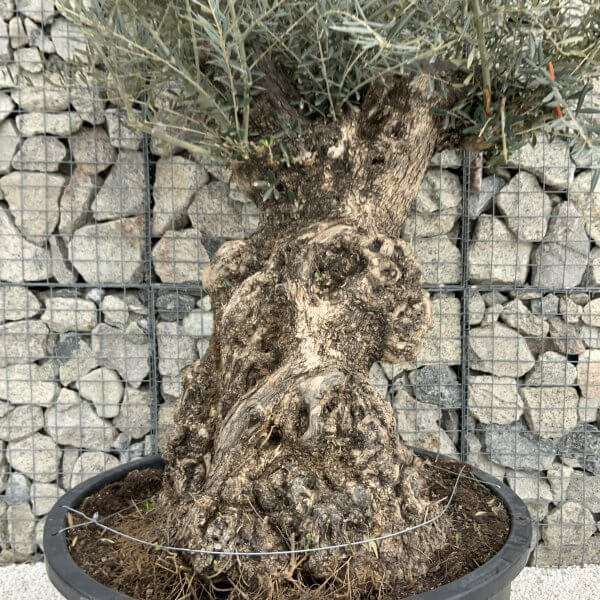 Gnarled Olive Tree XXL (Ancient) H327 - F076315C 3054 4C5A 8E1D AFE13F6E2282 scaled
