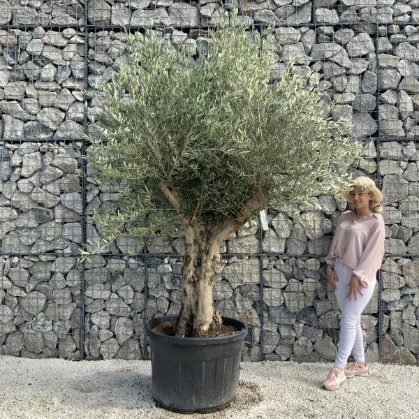 Tuscan Olive Tree XXL Fluted/Chunky Multi Stem H518 - 01720A32 C4F1 4D6C A946 7ABCE654AA72 scaled