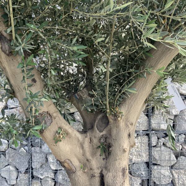 Tuscan Olive Tree XXL Fluted/Chunky Multi Stem H531 - 0CDD01DE B943 42E3 BC02 0409E7628302 scaled