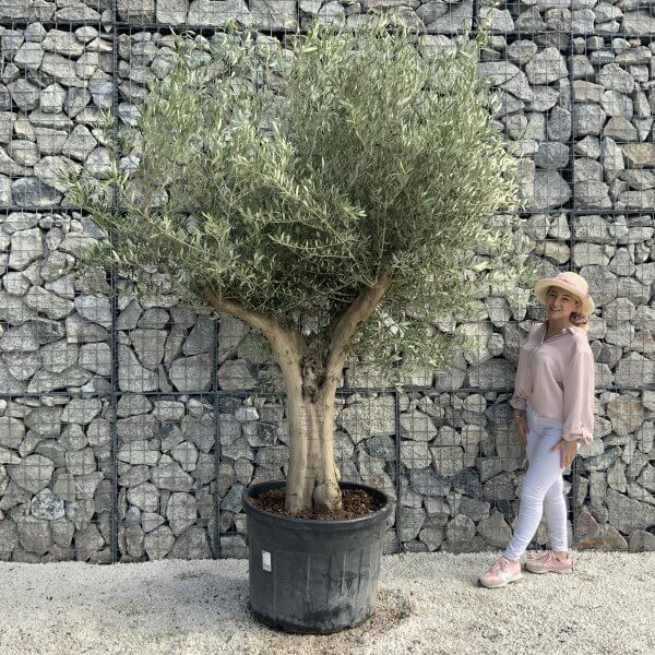 Tuscan Olive Tree XXL Fluted/Chunky Multi Stem H520 - 0CDDED4F A68C 413E 94D4 DD3C86327FCF scaled
