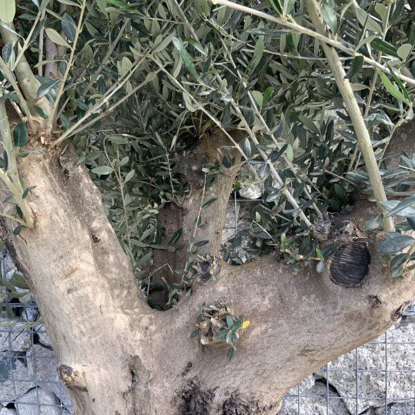 Tuscan Olive Tree XXL Fluted/Chunky Multi Stem H538 - 0DB9F498 07AB 4600 8B25 9B29FF19E674 scaled