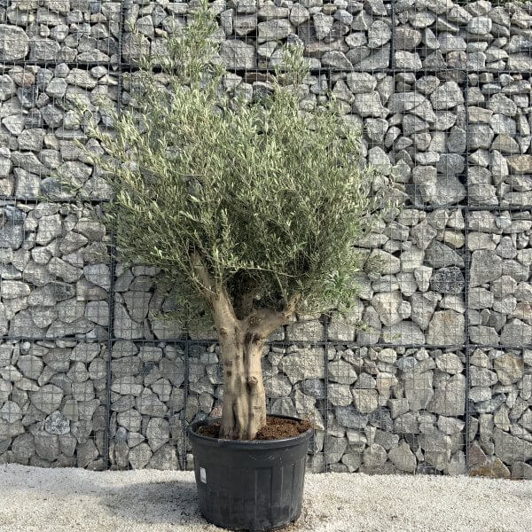 Tuscan Olive Tree XXL Fluted/Chunky Multi Stem H538 - 0DDA0F51 1A71 4CED A635 26D523DDD72A scaled