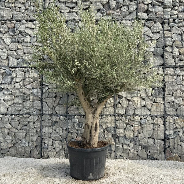 Tuscan Olive Tree XXL Fluted/Chunky Multi Stem H535 - 134381CC 7EC2 4CF1 B749 0294CBAD9748 scaled
