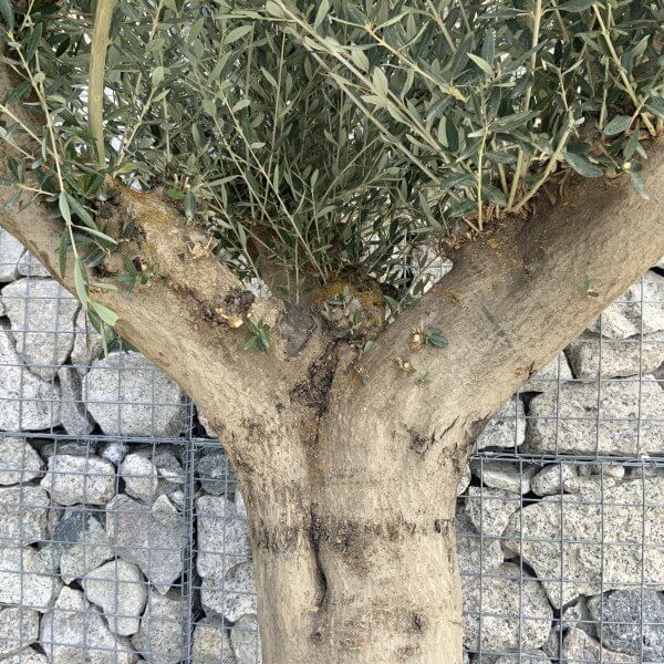 Tuscan Olive Tree XXL Fluted/Chunky Multi Stem H511 - 157CE720 E0FF 4614 9D24 42125CD2FF23 scaled