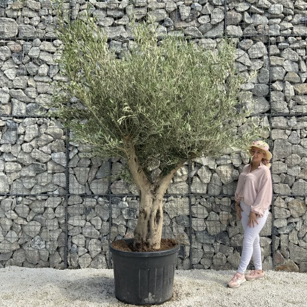 Tuscan Olive Tree XXL Fluted/Chunky Multi Stem H535 - 1CF49CB1 AD61 48BF ACED 53AC14D8609E scaled