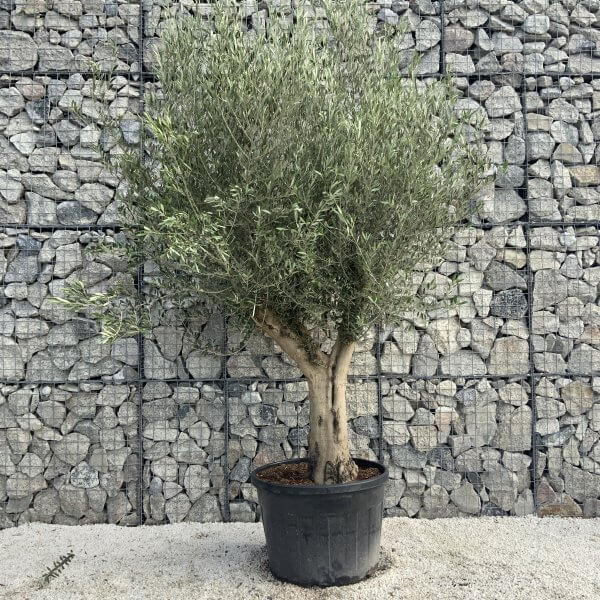 Tuscan Olive Tree XXL Fluted/Chunky Multi Stem H512 - 1D5CF6CB 7B10 4DED 9EF4 4D7E0A0551CE scaled