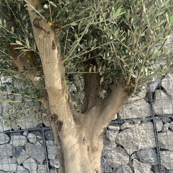 Tuscan Olive Tree XXL Fluted/Chunky Multi Stem H526 - 334E004D 2C04 45B3 BA9B F26A02B97BD0 scaled