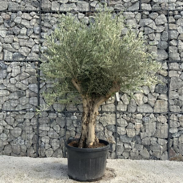 Tuscan Olive Tree XXL Fluted/Chunky Multi Stem H518 - 372DDEC8 CEA5 4027 AD13 4741F3BF9B98 scaled
