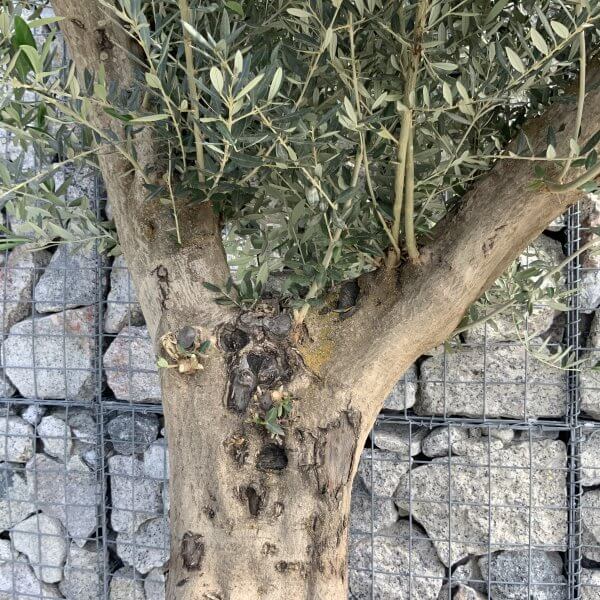 Tuscan Olive Tree XXL Fluted/Chunky Multi Stem H536 - 3D0F2C89 DB43 4D41 88C5 50C6CE620BBA scaled