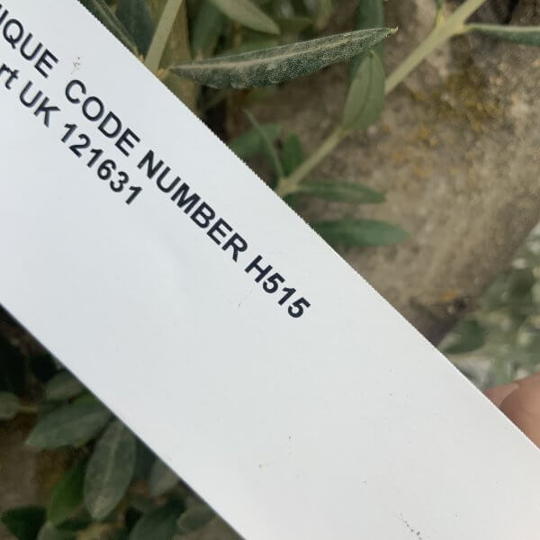 Tuscan Olive Tree XXL Fluted/Chunky Multi Stem H515 - 3D78E12B 6C3A 451E B849 FB6D4A99C3C3 scaled