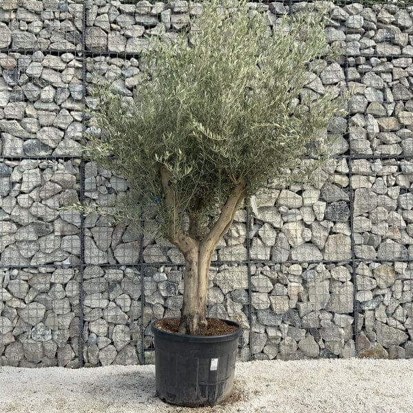 Tuscan Olive Tree XXL Fluted/Chunky Multi Stem H533 - 4E5F7429 F55D 45E2 A160 7925344996A0 scaled
