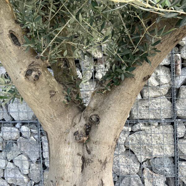 Tuscan Olive Tree XXL Fluted/Chunky Multi Stem H535 - 51EBCE0A ABCF 4972 AC84 B5A241F36796 scaled