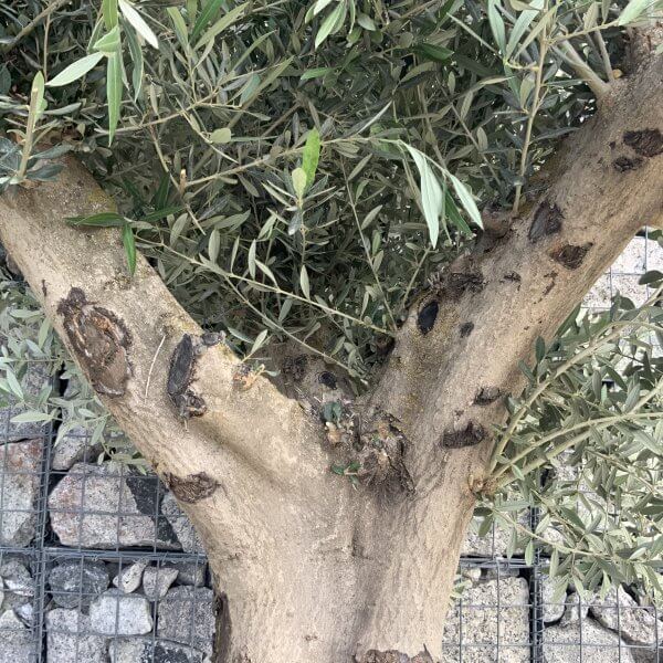 Tuscan Olive Tree XXL Fluted/Chunky Multi Stem H510 - 5451EAB8 11C8 4FC7 8BAE D863FE483C99 scaled