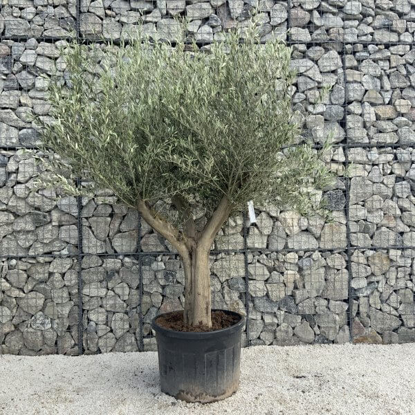 Tuscan Olive Tree XXL Fluted/Chunky Multi Stem H508 - 56818580 709D 44E9 878C D97F21231B1E scaled
