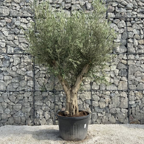 Tuscan Olive Tree XXL Fluted/Chunky Multi Stem H539 - 5B1542D9 04FD 4AC7 94F7 5010E7E6E560 scaled