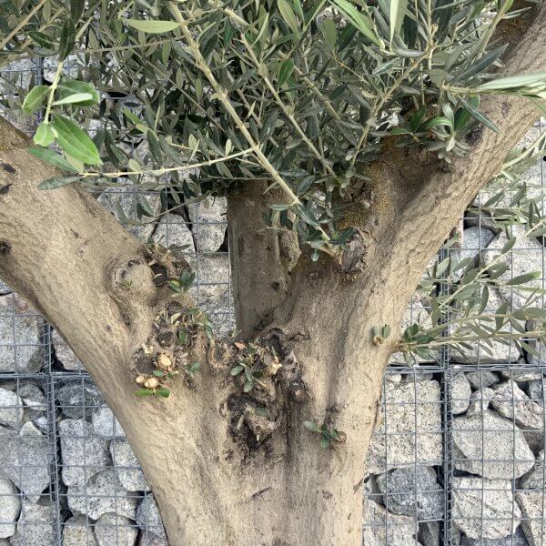 Tuscan Olive Tree XXL Fluted/Chunky Multi Stem H513 - 5D74DF36 21CF 459F BEA0 168326BCCAA9 scaled