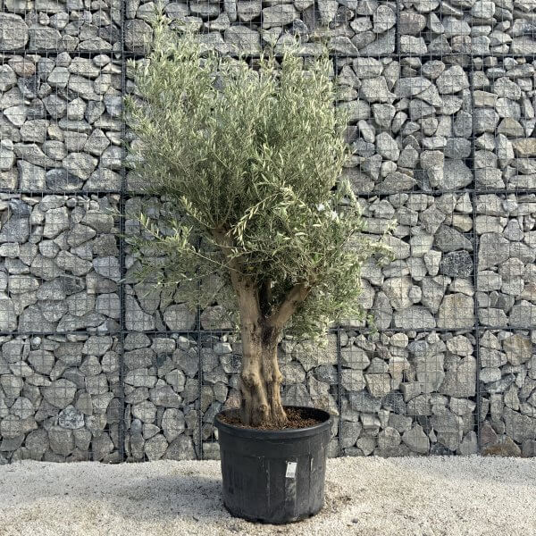 Tuscan Olive Tree XXL Fluted/Chunky Multi Stem H529 - 5F773622 9BA2 47A8 A21F 0083A4C6FA95 scaled