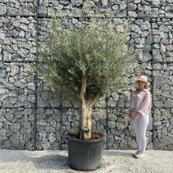 Tuscan Olive Tree XXL Fluted/Chunky Multi Stem H526 - 68A12E67 1963 4BE8 B6FB BD24922623C1 scaled
