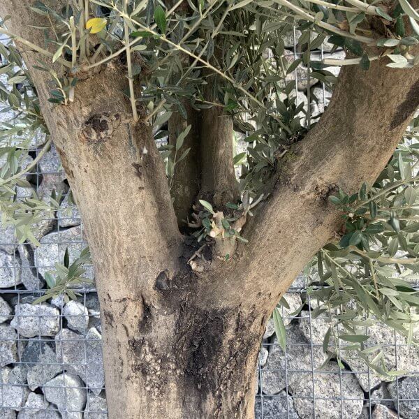 Tuscan Olive Tree XXL Fluted/Chunky Multi Stem H529 - 6C7292B6 8C44 4071 B0A4 BD73F9BF7973 scaled