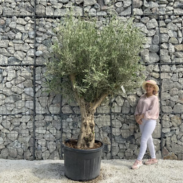 Tuscan Olive Tree XXL Fluted/Chunky Multi Stem H536 - 75B65CAC 83CA 4065 A128 B26BA6971847 scaled