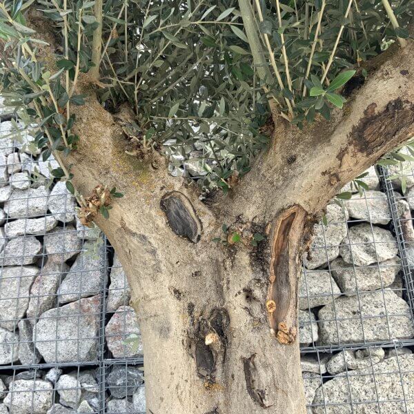 Tuscan Olive Tree XXL Fluted/Chunky Multi Stem H509 - 7810216E 54EE 451C AB14 47FB13C5224A scaled
