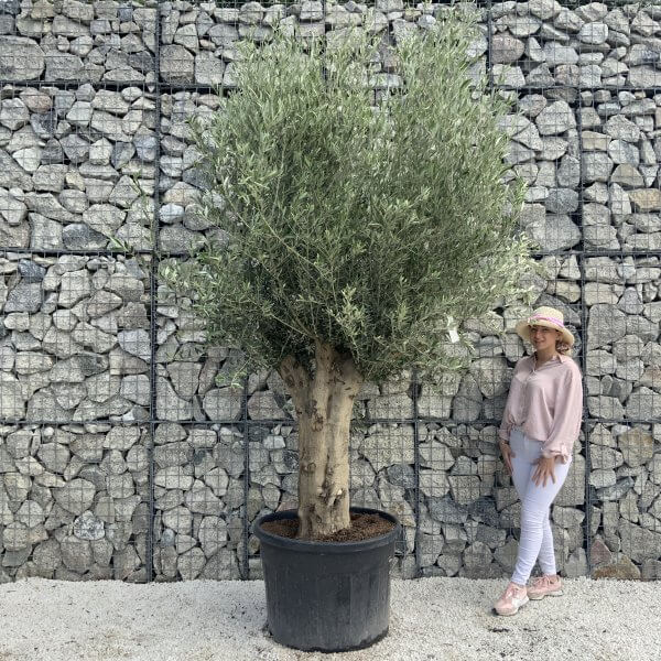 Tuscan Olive Tree XXL Fluted/Chunky Multi Stem H517 - 7A15D9DF EB64 47D6 AEA2 903B5C6C8290 scaled