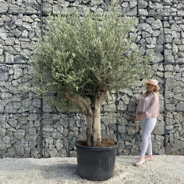 Tuscan Olive Tree XXL Fluted/Chunky Multi Stem H541 - 7BA03E5D 0CA1 4E34 A5AB 1DAC782B61BA scaled