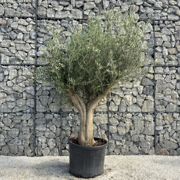 Tuscan Olive Tree XXL Fluted/Chunky Multi Stem H527 - 848FE062 E065 40AA 8FEB 0C5BABBFE608 scaled