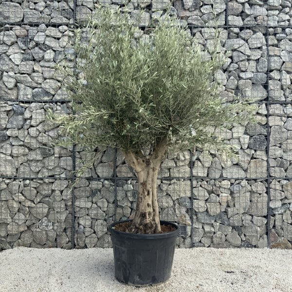 Tuscan Olive Tree XXL Fluted/Chunky Multi Stem H506 - 8C25E750 EC18 489A A225 55C95282DD07 scaled