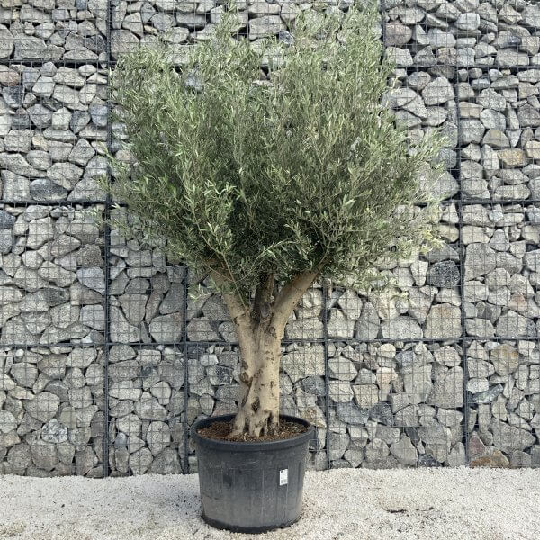 Tuscan Olive Tree XXL Fluted/Chunky Multi Stem H514 - 8CA14AE1 8D3D 4707 A1C9 7CB59697E76A scaled