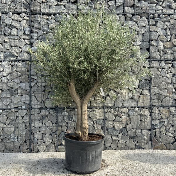Tuscan Olive Tree XXL Fluted/Chunky Multi Stem H532 - 996D3426 5DED 47C6 ABA9 E31B1F72375D scaled