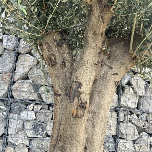 Tuscan Olive Tree XXL Fluted/Chunky Multi Stem H517 - 9AE2D229 7DB8 4ED8 8BE6 4A6B7C2EC5EA scaled