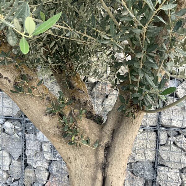 Tuscan Olive Tree XXL Fluted/Chunky Multi Stem H512 - 9EA816FF 7744 46B9 B918 D5D7DCBC4BB7 scaled