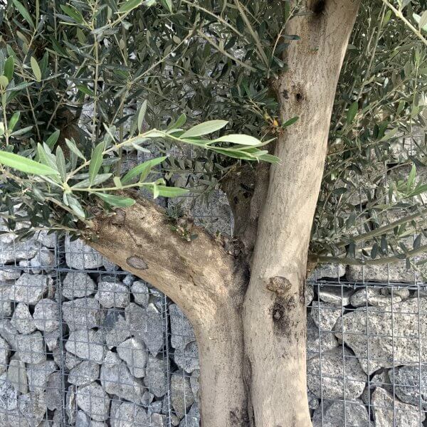 Tuscan Olive Tree XXL Fluted/Chunky Multi Stem H519 - A001E40A FDB0 4EF9 AED7 8D36F1648D7B scaled