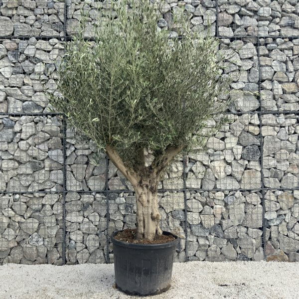 Tuscan Olive Tree XXL Fluted/Chunky Multi Stem H516 - A6AA69E5 01D3 4FD4 9133 C178ACBE978D scaled