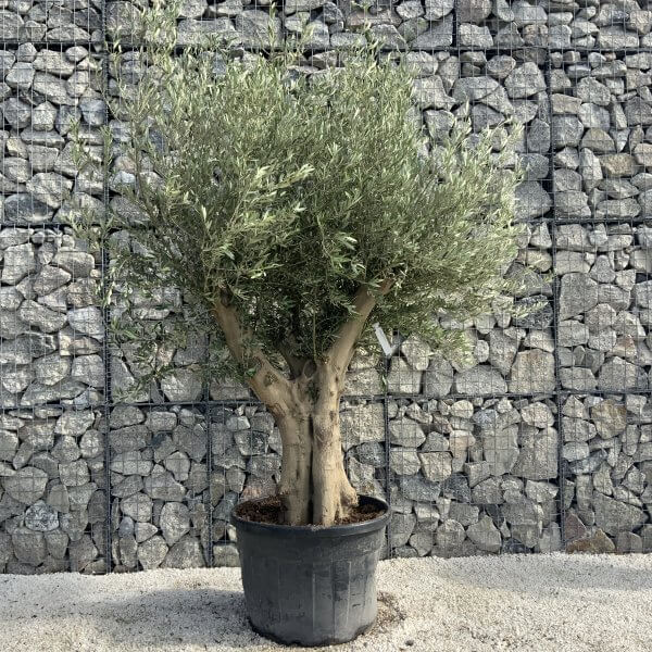 Tuscan Olive Tree XXL Fluted/Chunky Multi Stem H531 - A6AAC7BC 0FFF 47EE B13E 1B954C7D850B scaled