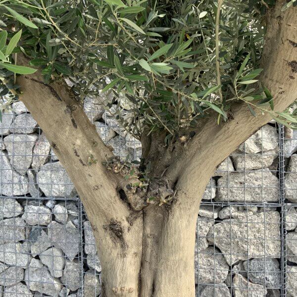 Tuscan Olive Tree XXL Fluted/Chunky Multi Stem H537 - A8308584 6C93 4D76 8F7C 446D7C3D010F scaled