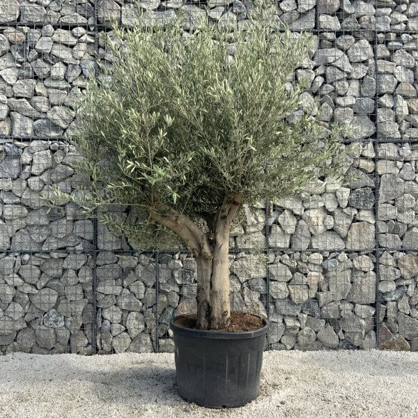 Tuscan Olive Tree XXL Fluted/Chunky Multi Stem H541 - AD1986D7 9050 444E B89A 60AC05A9A9E4 scaled