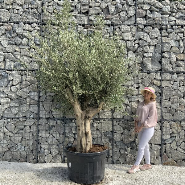 Tuscan Olive Tree XXL Fluted/Chunky Multi Stem H538 - AEE8546A 90C3 493B 93B3 57831C0DDD97 scaled