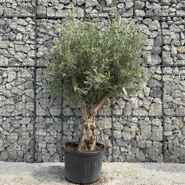 Tuscan Olive Tree XXL Fluted/Chunky Multi Stem H536 - B5314CCC EC9B 4084 9224 1FF8E1AAE305 scaled