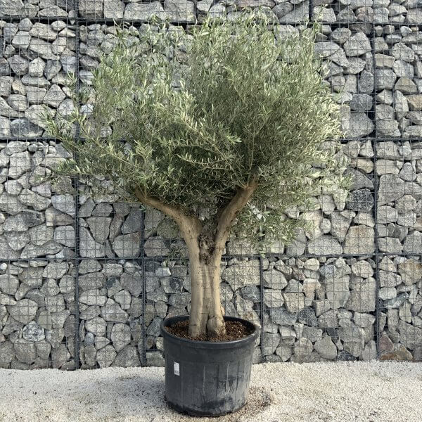 Tuscan Olive Tree XXL Fluted/Chunky Multi Stem H520 - B58B8FFA 290C 447E BB98 666BABA89FDC scaled