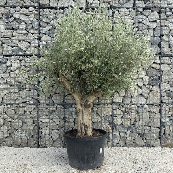 Tuscan Olive Tree XXL Fluted/Chunky Multi Stem H507 - B6A7BE7C EDC8 41C5 95A9 127D79564D29 scaled