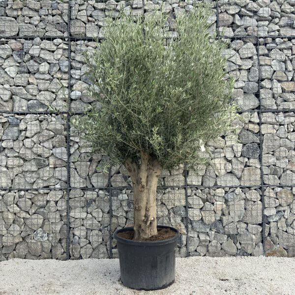 Tuscan Olive Tree XXL Fluted/Chunky Multi Stem H517 - B95CA834 A763 4854 BB17 44084392B2EA scaled