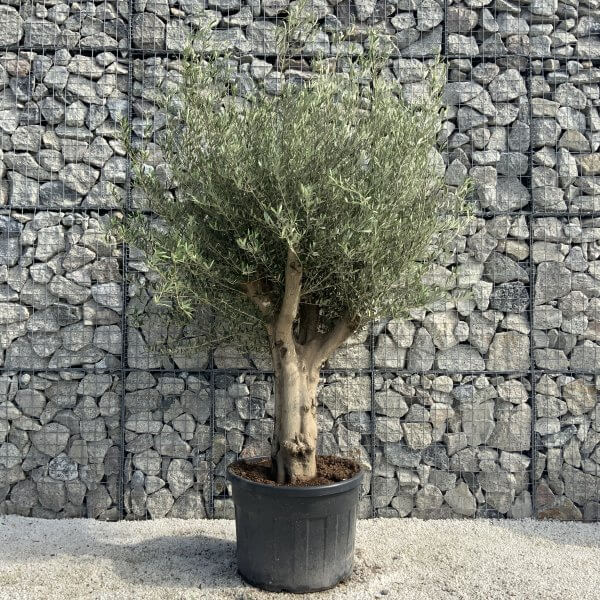 Tuscan Olive Tree XXL Fluted/Chunky Multi Stem H526 - C7551851 345E 4185 9F5B 9D9198849A10 scaled