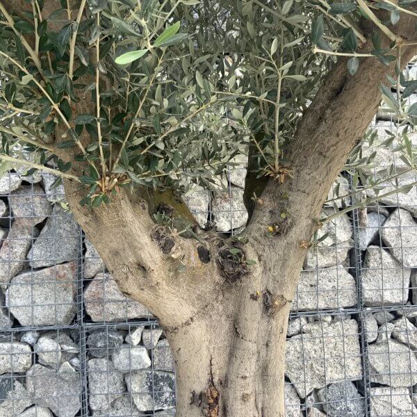 Tuscan Olive Tree XXL Fluted/Chunky Multi Stem H506 - C9AB293B CA45 4B68 A9C5 0E7475B0D68E scaled