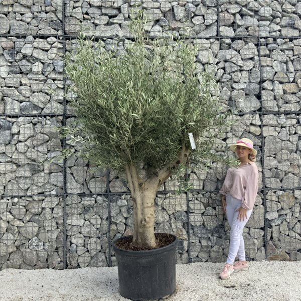 Tuscan Olive Tree XXL Fluted/Chunky Multi Stem H515 - C9D56B2D C6AE 450C 9790 0CB22C55F58A scaled